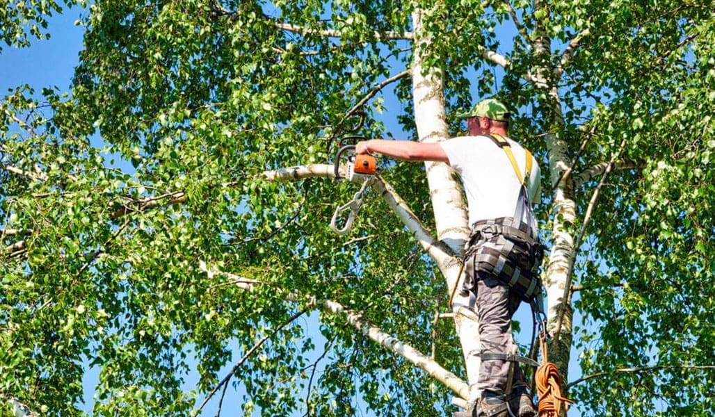 IMG_SPEC_Tree-Care_Orig